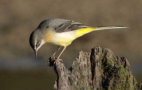 zvedavý trasochvost