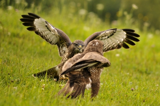 pozri,aký som veľký