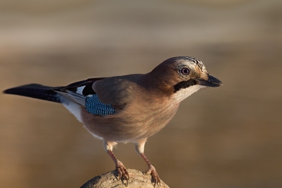 pokus o úsmev sojky