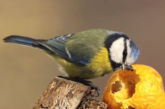 to jablko ma dorazilo