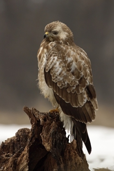 myšiak hôrny-bledý jedinec