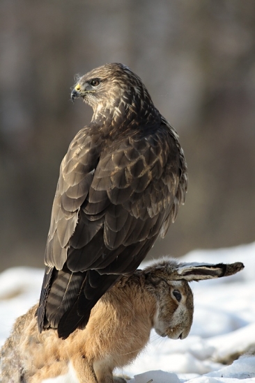 zajaci to nemajú ľahké