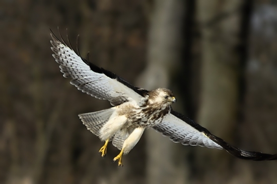 letovka bledého myšiaka