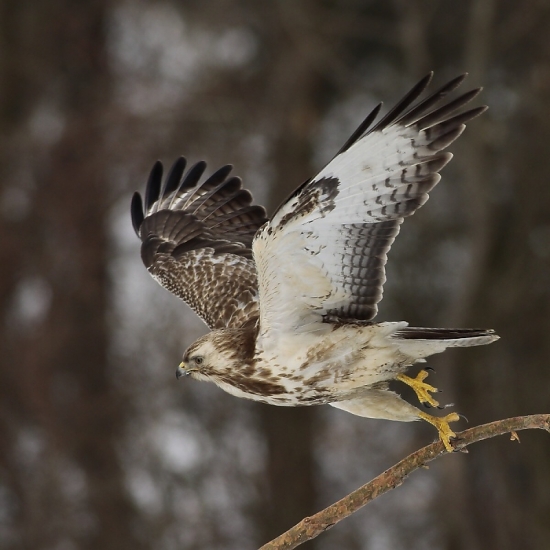 cesta za potravou voľná