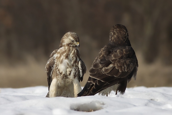 varianta myšiaka hôrneho  bledá a tmavá