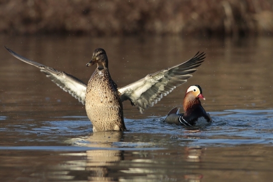 na mandarína mi nešahajte