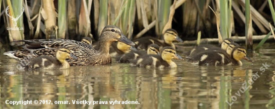 mama a jej 9 detí
