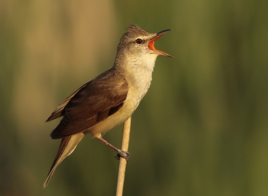 už mám od spevu hrdlo zapálené