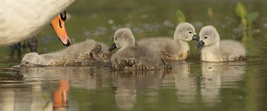 škaredé káčatká.....