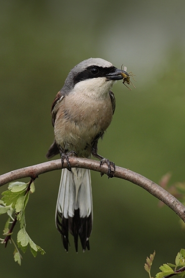 strakoš červenochrbtý