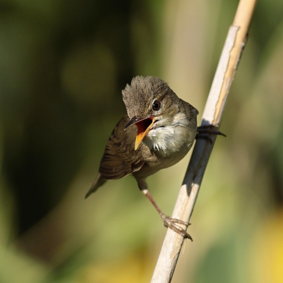 trsteniarik obyčajný-spievajúci