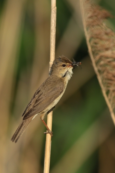 spevák s rákosia-s muchou