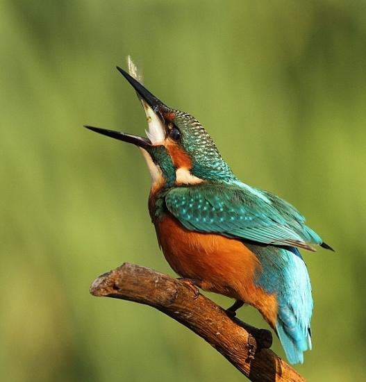 trošku veľká,ale dobrá