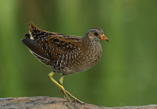 chriašteľ bodkovaný