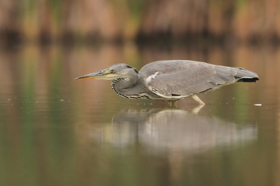 maximálne sústredená