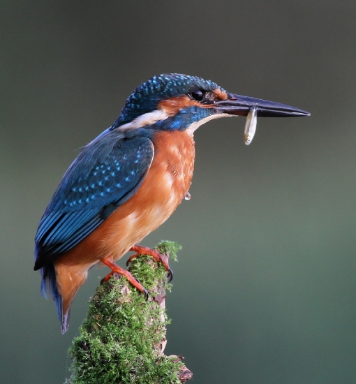 aj malá rybka sa ráta