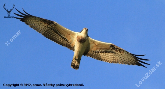 let kršiaka