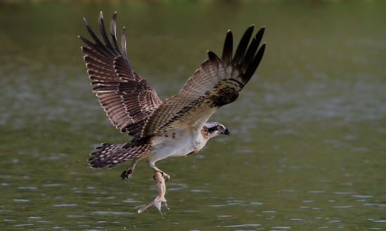 už to má pleskáč spočítané