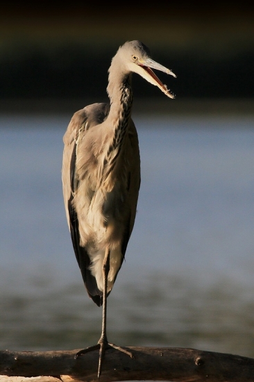 rozčúlená volavka