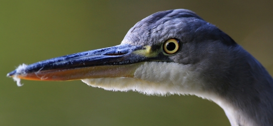 skúmavý pohľad volavky