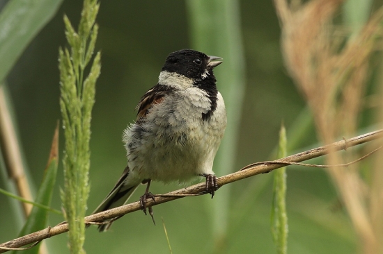 strnádka trsťová-samček
