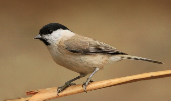 sýkorka lesklohlavá