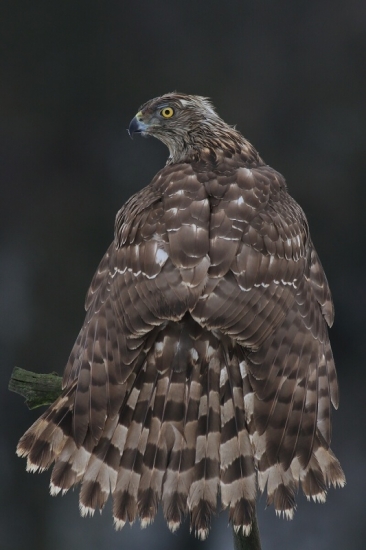 pán dravec s druhej strany...