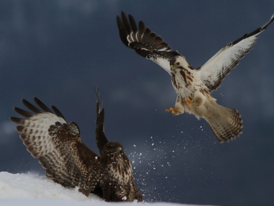 biely proti hnedému