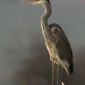 volavka