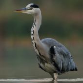 volavka