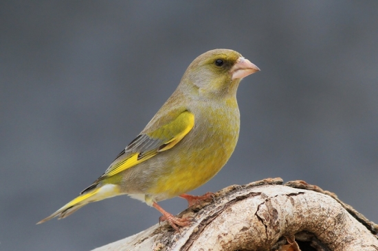stehlík zelený-samček