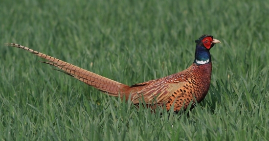 fešák ide na rande