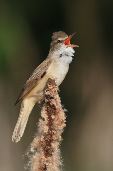 Trsteniarik škriekavý