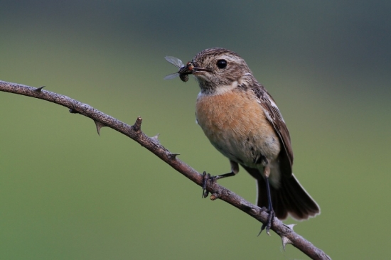 prhlaviar čiernohlavý-samička