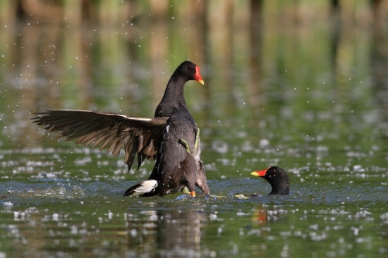 sliepky zelenonohé-súboj