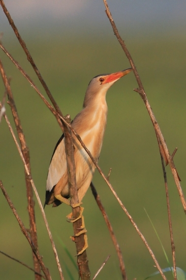 bučiačik močiarny