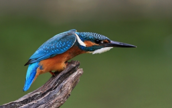 maximálne sústredený