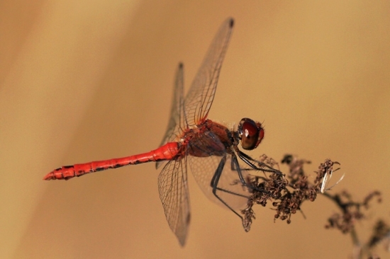 vážka červená