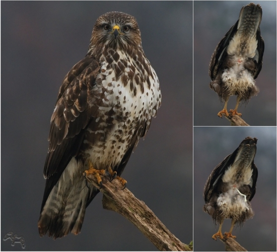 dnes už ser.... na fotenie