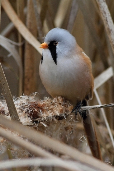 fúzatka trstinová-samček