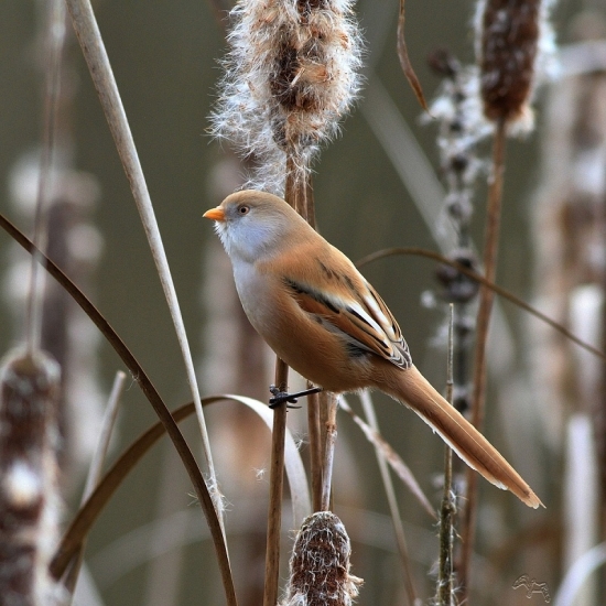 fúzatka trstinová-samička