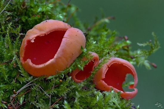 ohnivec šarlátový