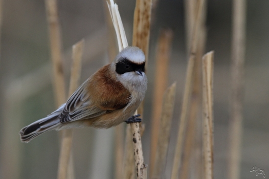 kúdelníčka lužná