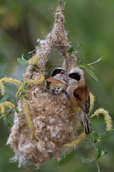 kúdelníčka lužná pri stavbe hniezda