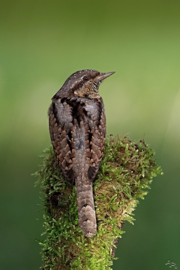 krutohlav obyčajný