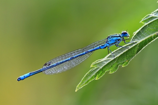 šidielko obyčajné