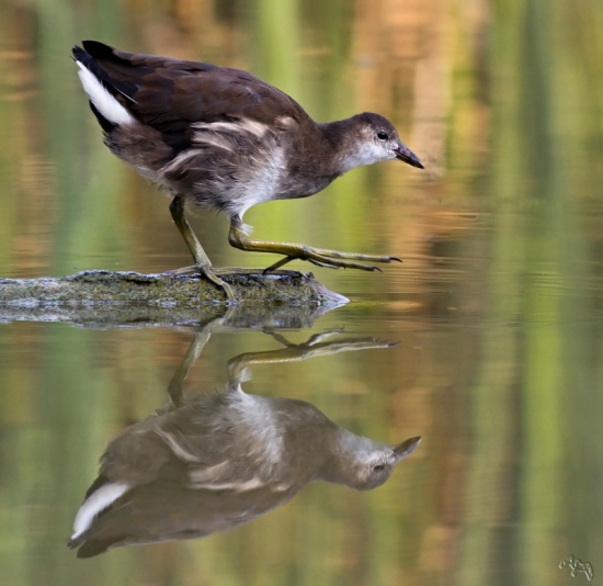 sliepočka zelenonohá-mladá