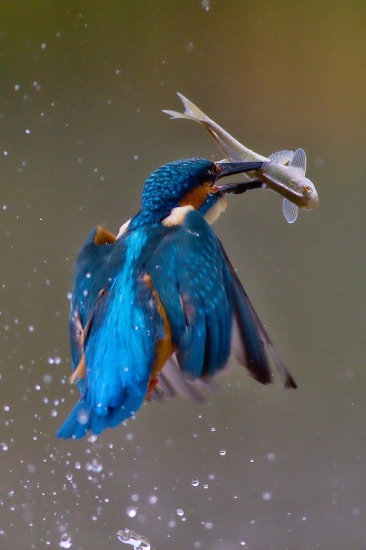 rybárik má ostrý zobák