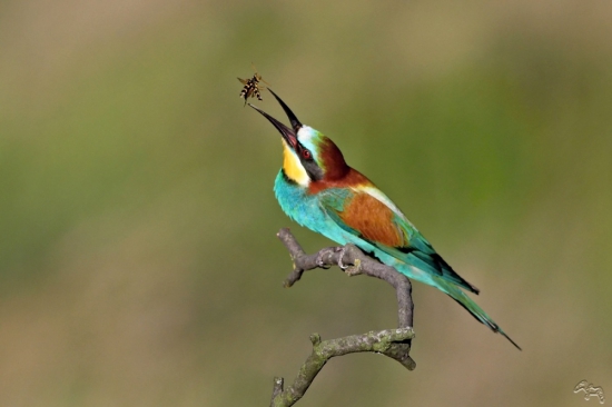 šikovný včelárik