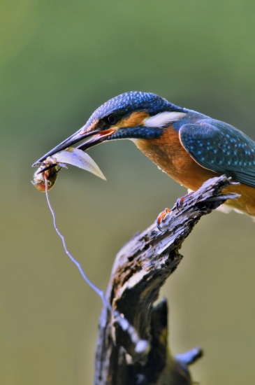 život mloka končí